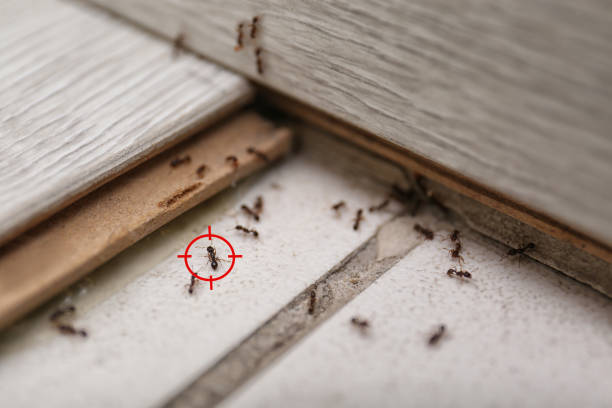 Best Pest Control for Homes  in Palos Park, IL