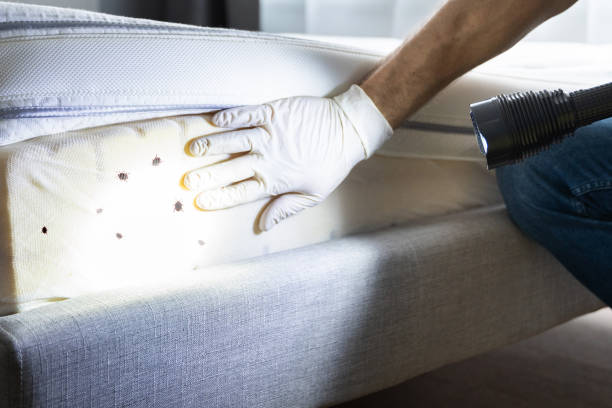 Best Wasp Removal Services  in Palos Park, IL